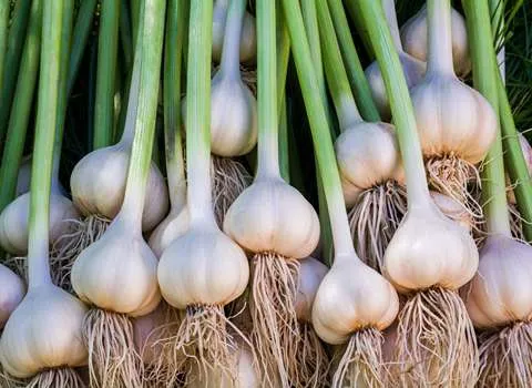 خرید سیر تازه با ساقه + قیمت فروش استثنایی